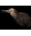 Little Brown Kiwi - ONE ONLY