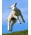 Leaping Lamb
