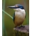 Kotare, the NZ Kingfisher - ONE ONLY