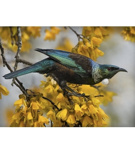 Tui and Spring Kowhai.