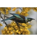 Tui and Spring Kowhai.