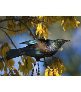 Tui in Kowhai, Dappled Light.