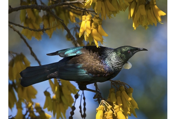 Tui in Kowhai, Dappled Light