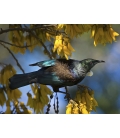 Tui in Kowhai, Dappled Light