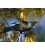 Tui in Kowhai, Dappled Light.