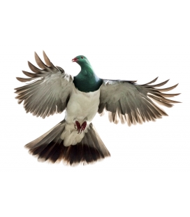 Kereru, Caught in Flight