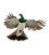 Kereru, Caught in Flight