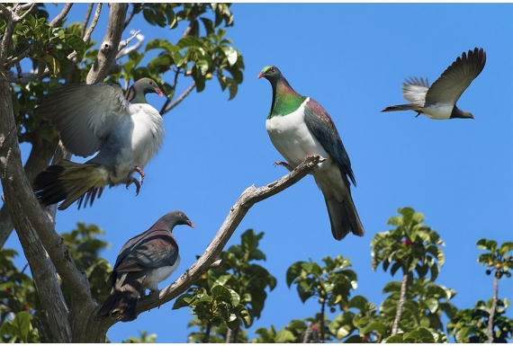 Kereru Group, Puriri Treetop