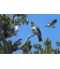Kereru Group, Puriri Treetop