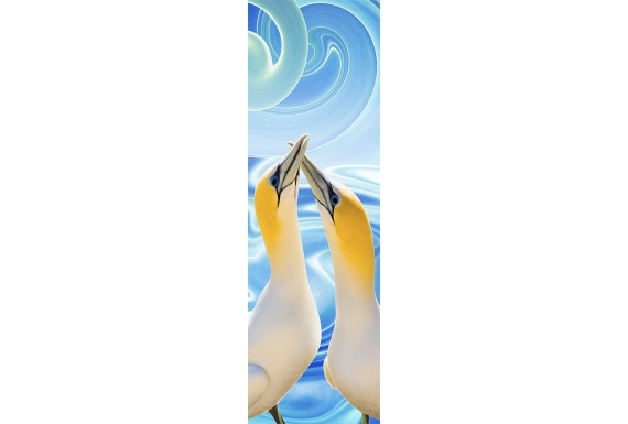 Gannet Couple