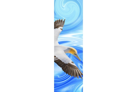 Soaring Gannet