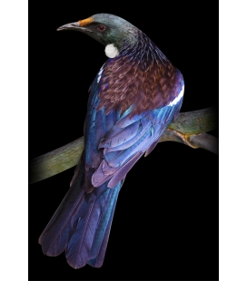 Tui on a Flax Stem - ONE ONLY