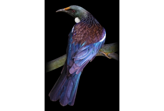 Tui on a Flax Stem