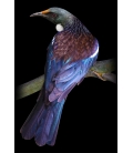 Tui on a Flax Stem