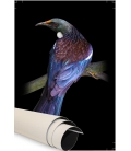 Tui on a Flax Stem