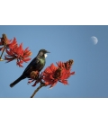 Tui in Flame Tree with Moon