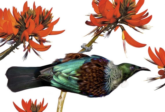 Tui in Flame Tree