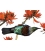 Tui in Flame Tree