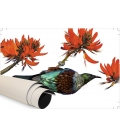 Tui in Flame Tree