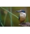 Kotare, the NZ Kingfisher