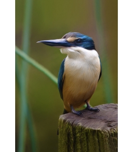 Kotare, the NZ Kingfisher