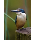 Kotare, the NZ Kingfisher