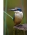 Kotare, the NZ Kingfisher