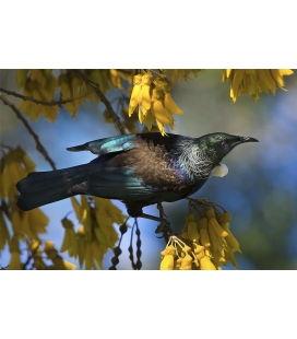 Tui in Kowhai, Dappled Light