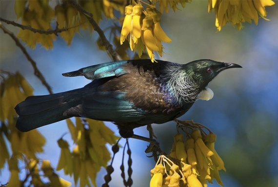 Tui in Kowhai, Dappled Light
