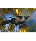 Tui in Kowhai, Dappled Light