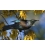 Tui in Kowhai, Dappled Light