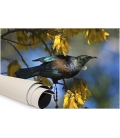 Tui in Kowhai, Dappled Light