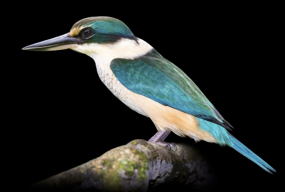 The Sacred Kingfisher, Kotare
