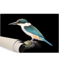 The Sacred Kingfisher, Kotare
