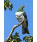 Kereru in Puriri Tree