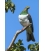 Kereru in Puriri Tree