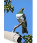 Kereru in Puriri Tree