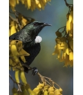 Tui in Kowhai, Point Wells