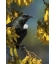 Tui in Kowhai, Point Wells