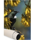 Tui in Kowhai, Point Wells