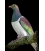 Kereru on Kowhai Branch