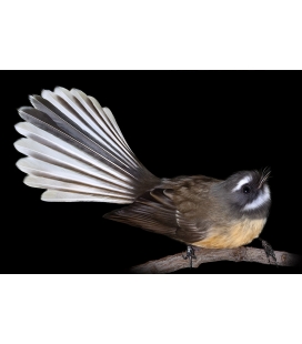 Fantail, Piwakawaka - ONE ONLY