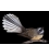 Fantail, Piwakawaka - ONE ONLY