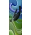 Tui in Flight