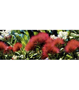Pohutukawa, Early Summer