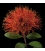 Rata Flower