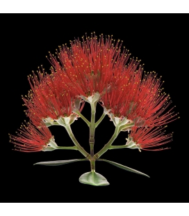 Pohutukawa Flower