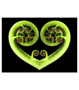 Koru Heart