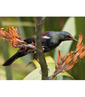 Young Tui feeding on Flax