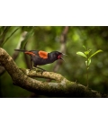 Singing Saddleback